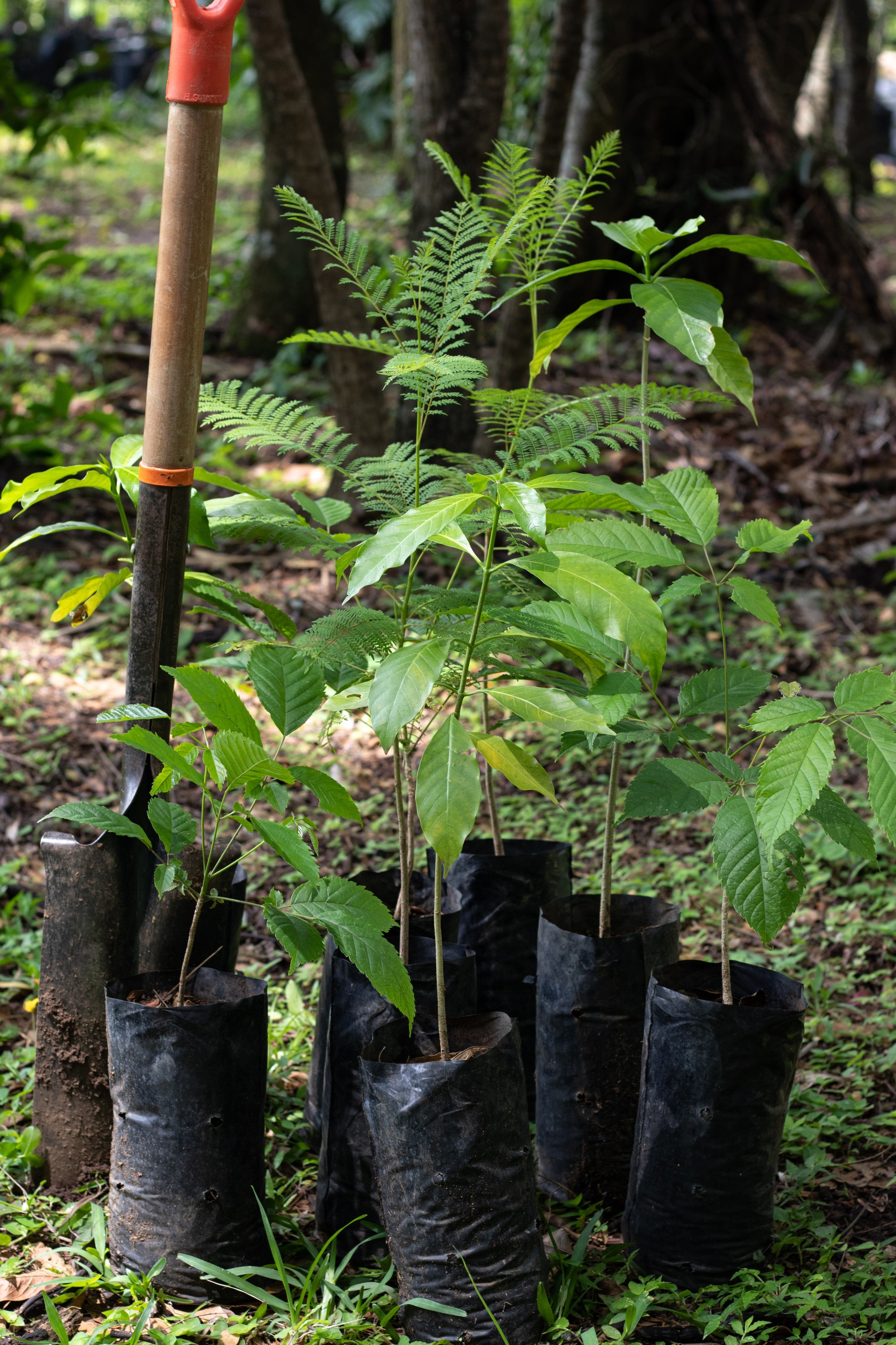 PLANTACIÓN DE 8 ÁRBOLES