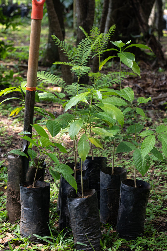 PLANTACIÓN DE 8 ÁRBOLES