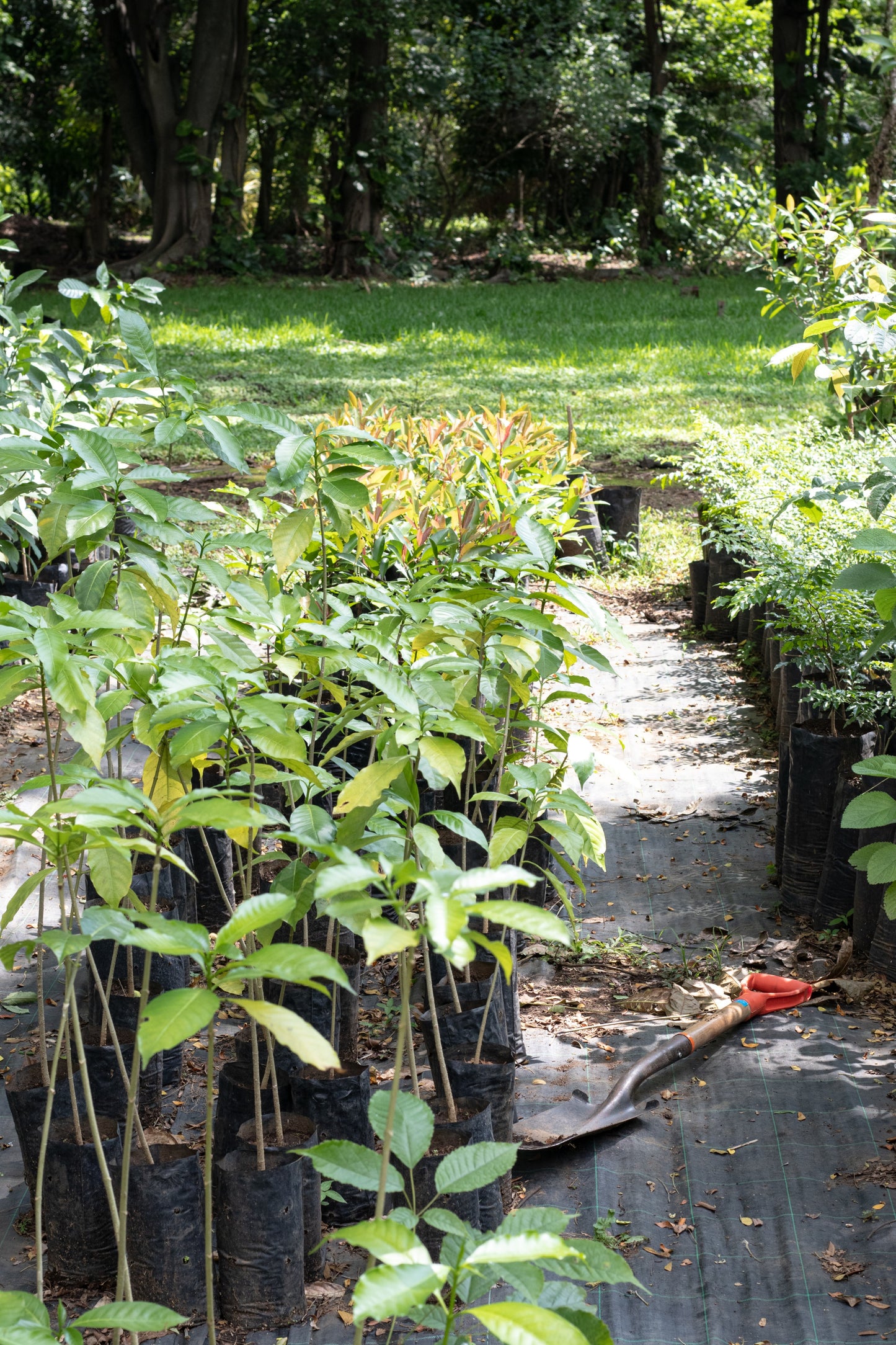 PLANTACIÓN DE 30 ÁRBOLES