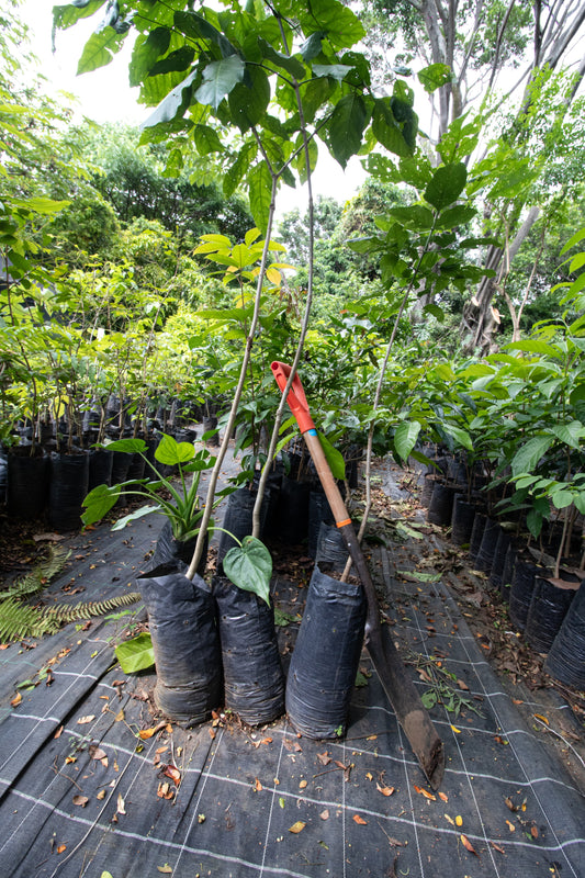 PLANTACIÓN DE 110 ÁRBOLES