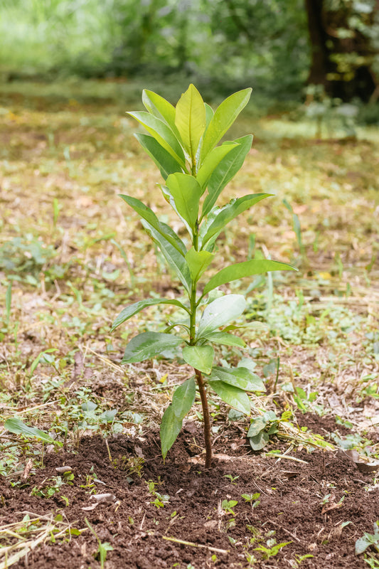 PLANTATION OF 1 TREE