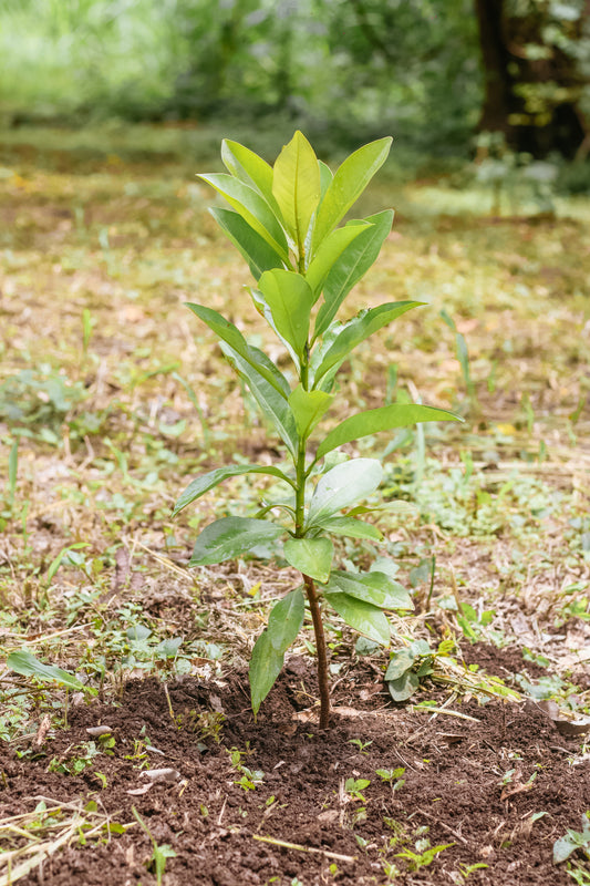 PLANTACIÓN DE 1 ÁRBOL