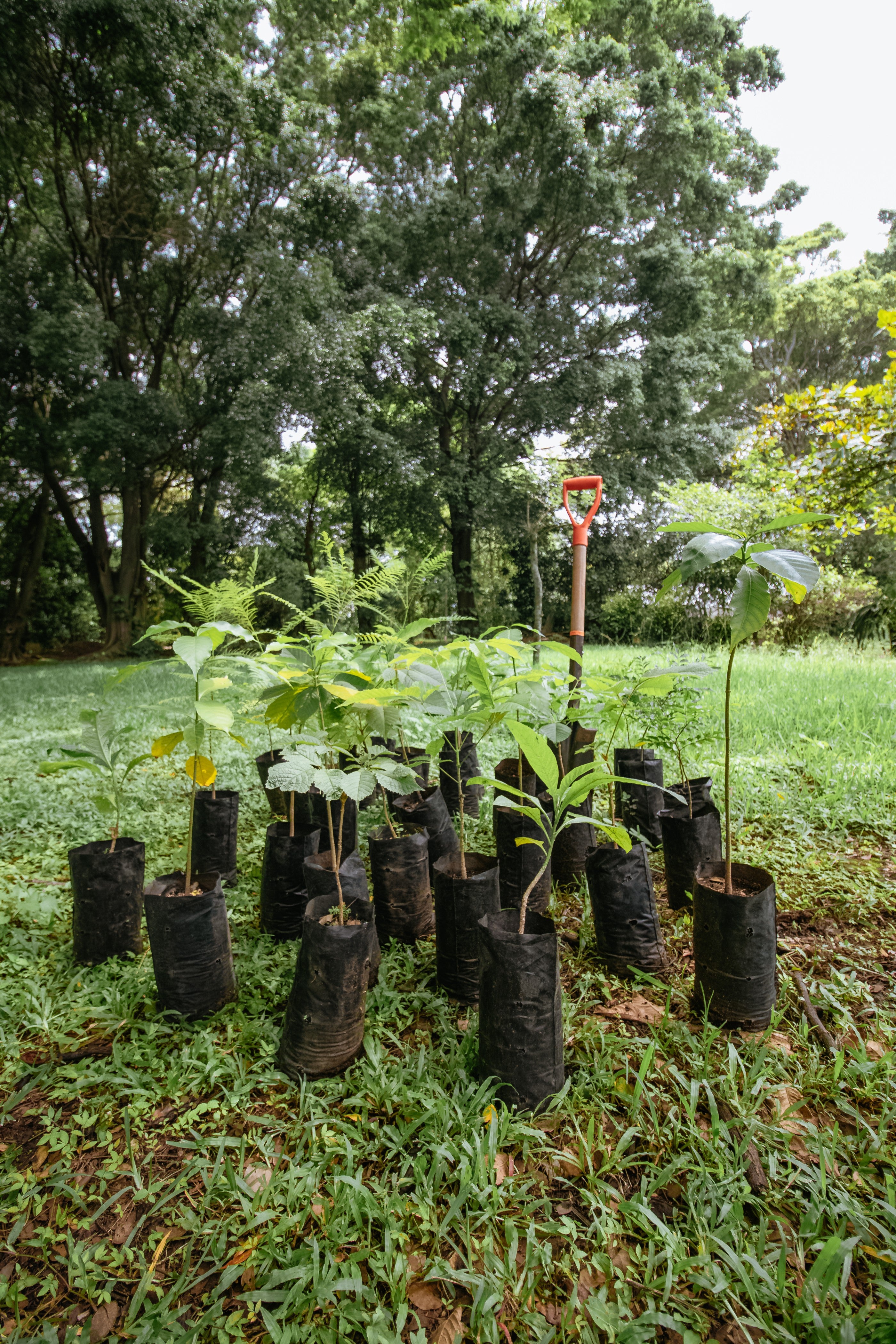 PLANTACIÓN DE 22 ÁRBOLES