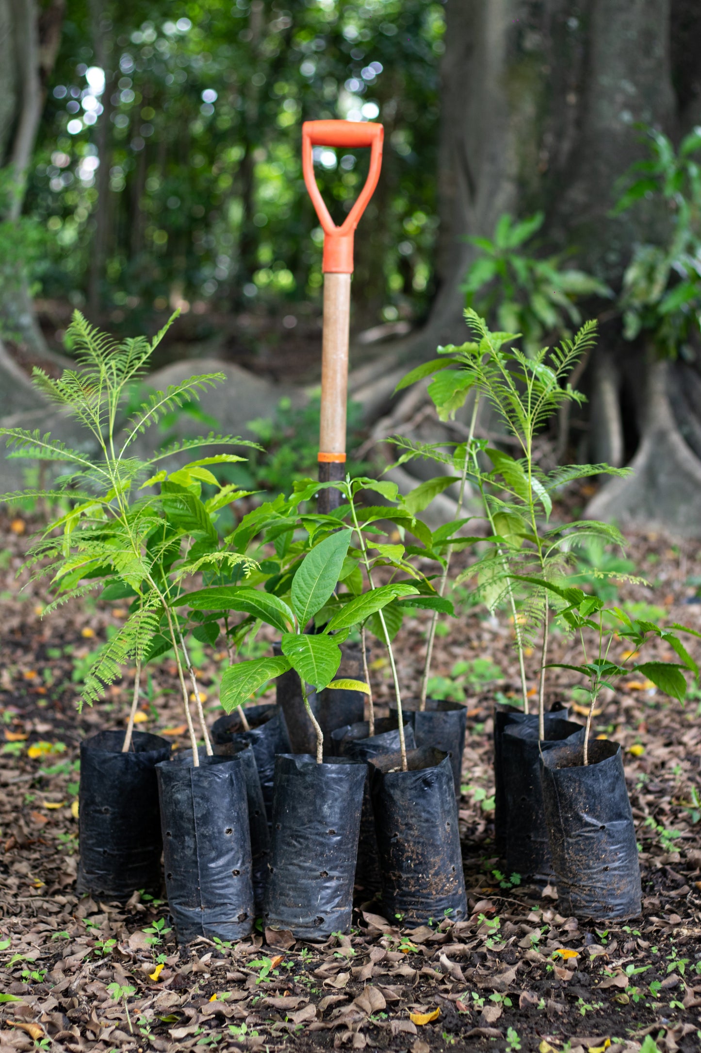 PLANTACIÓN DE 11 ÁRBOLES