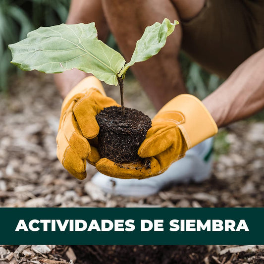 Actividades de siembra